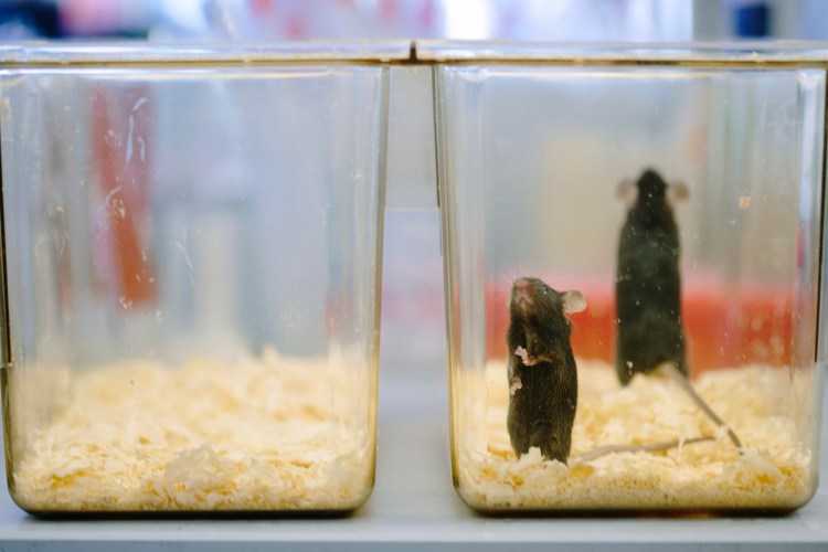 Jackson Laboratory's  mice are genetically modified, making them prized for clinical research. The Bar Harbor laboratory is expanding its presence in China, which wants to be a global leader in biomedical research. 