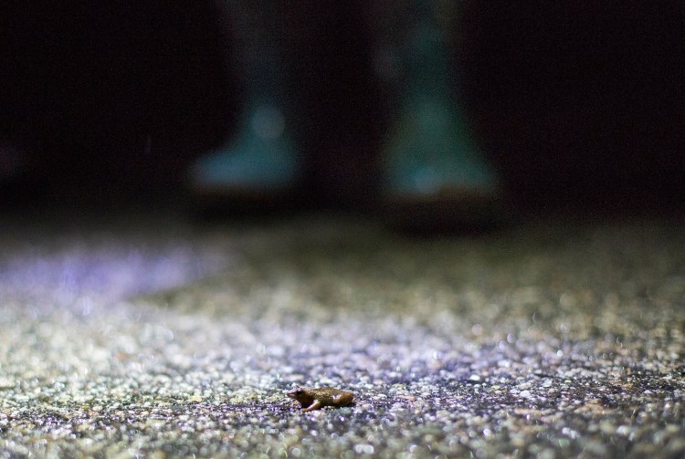 A volunteer monitors the progress of a spring peeper as it makes its way across Range Road from the Rines Forest on Sunday night. About 50 volunteers attended the event hosted by the Cumberland Land Trust to assist in the annual amphibian migration of frogs and salamanders to Frog Pond and Salamander Swamp.