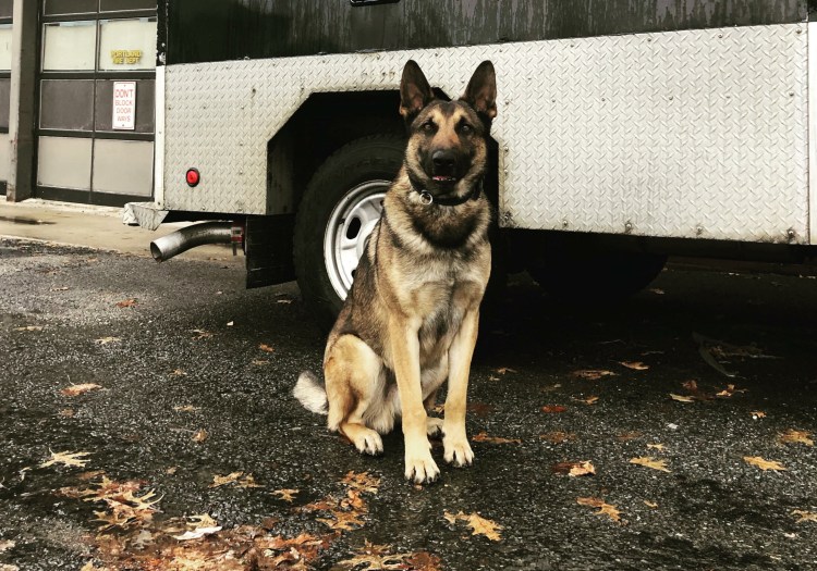 Dozer is a 2-year-old Belgian Malinois-German shepherd mix.