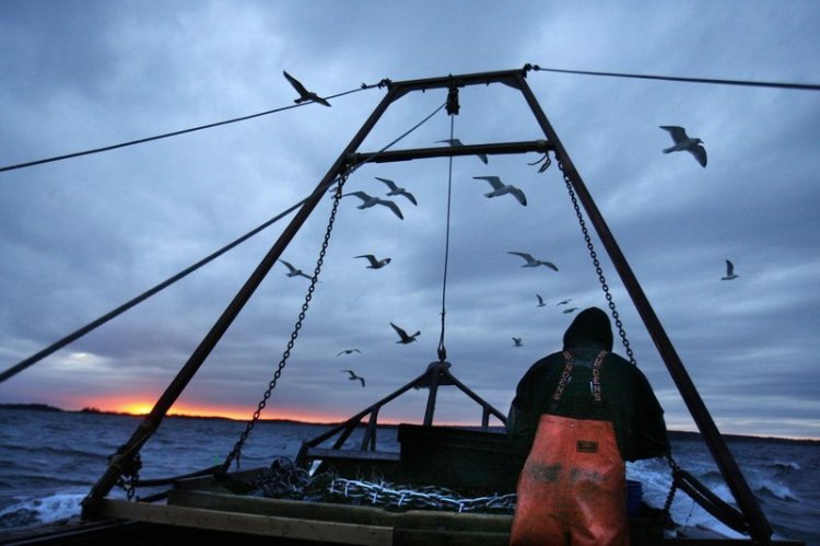 Sternman Josh Gatto shucks scallops on the trip back to shore off Harpswell in 2011.