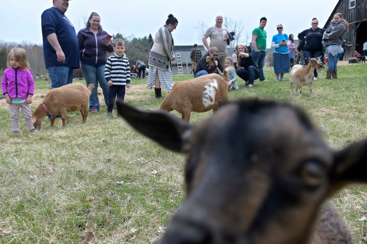 Goats and people frolic Sunday at Rock Bottom Farm in Richmond.