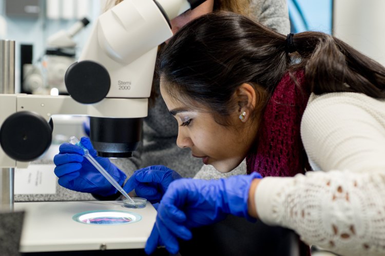 Colby College student Trisha Mukerjee, 19, of Lexington, Massachusetts, participated in a course on the genetic modulators of stress signaling at MDI Biological Laboratory earlier this year. The lab is part of network of educational institutions that is getting an $18 million federal grant to continue biomedical research.