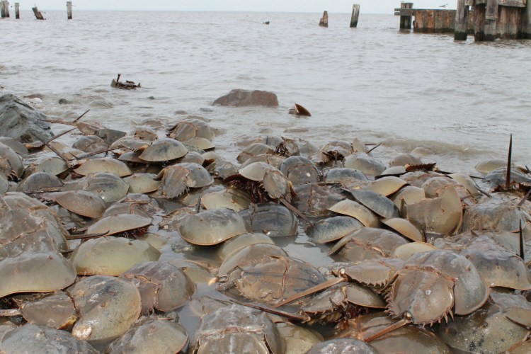 Atlantic horseshoe crabs congregate on the shore in Delaware.