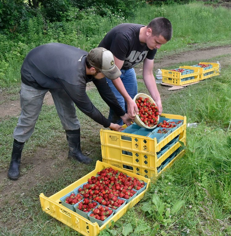 In late June workers at Underwood Strawberry Farm in Benton filled quart boxes with freshly picked strawberries.