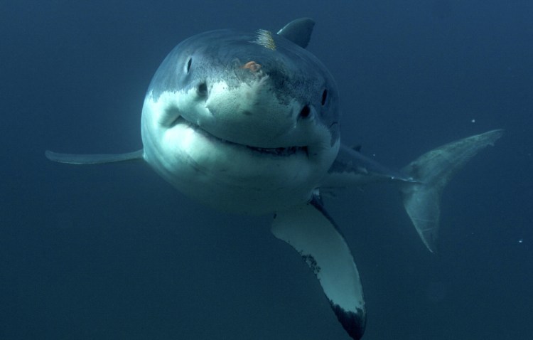 A great white shark