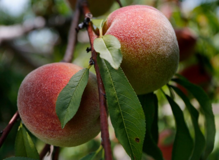 Peaches and avocados star in a salad. Local peaches, like these from Libby & Sons U-Picks farm in Limerick, will be here before you know it.