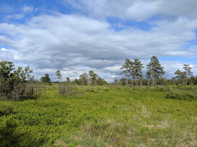 The Nature Conservancy periodically burns areas around the borders of the preserve, both to thin the forest and to reduce the fuel should there be a forest fire. 