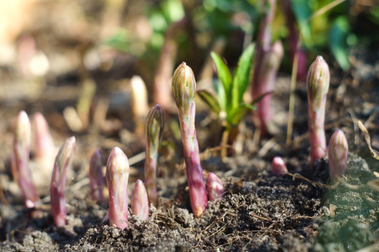 Asparagus, and many other crops, were late, but when they came, they came on strong. The Atwells ate asparagus every day from May 18 to June 22. 