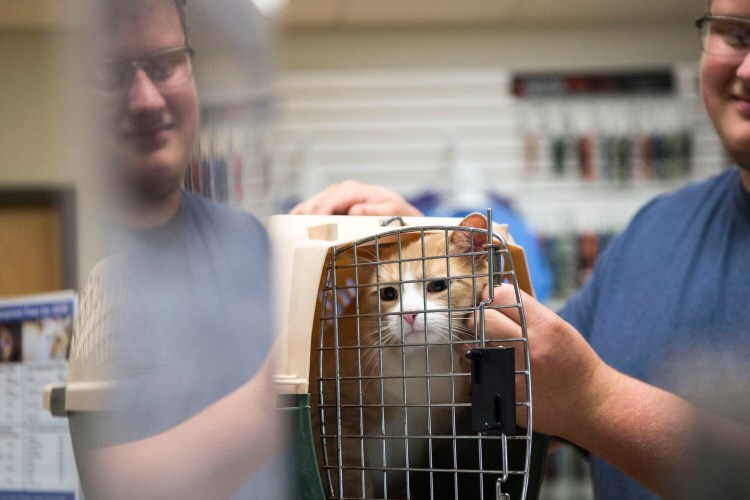 Gareth Belton comforts his new British short hair cat, Oliver, during the adoption process Tuesday at the Humane Society Waterville Area.