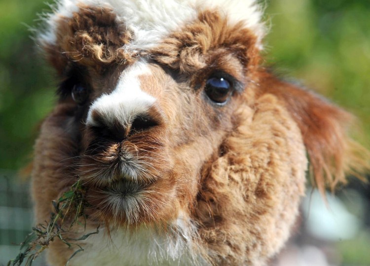 An alpaca sheep from Northern Solstice Alpaca Farm greets greet fairgoers Sunday at the Common Ground Country Fair in Unity.