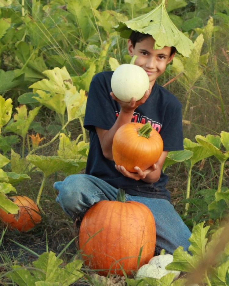 Resident garden elf Keiran Roopchand checking the pumpkin patch.