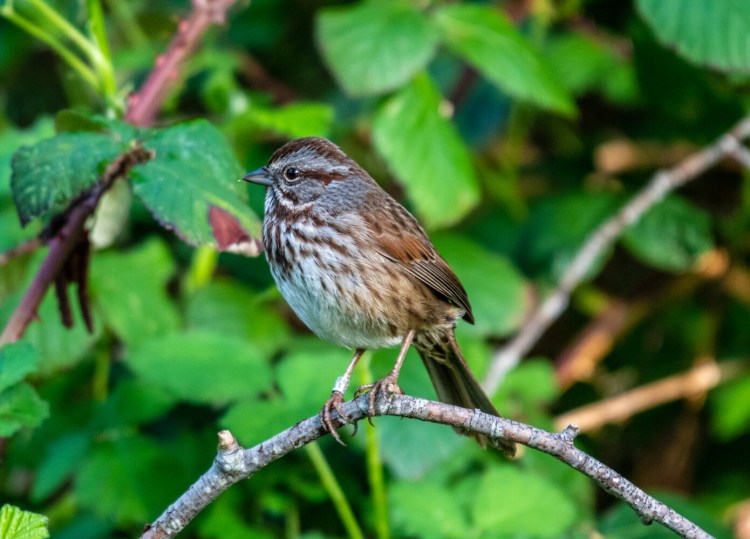 In roughly the first third of the 20th century, Margaret Morse Nice studied banded song sparrows on her Ohio farm. Her detailed observations provided great insight into the bird and played a pivotal role in moving ornithology from a shotgun-based approach to a binoculars-based one. It's just one example of how amateur birders have made important contributions to ornithology. 