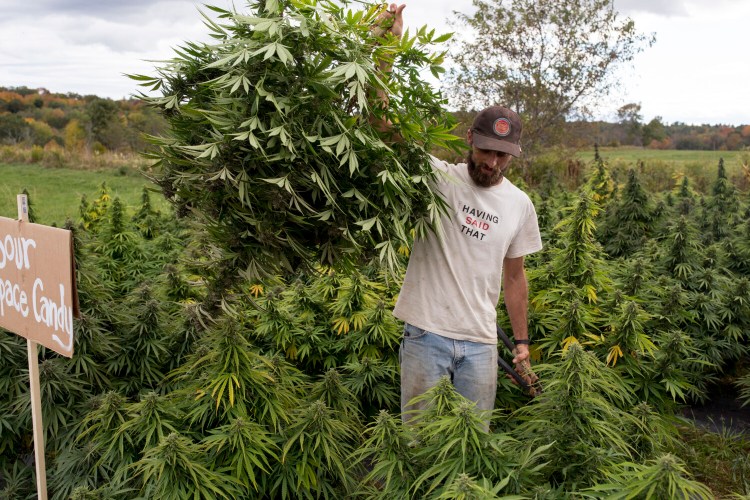 Ben Marcus carries out an entire hemp plant that a customer picked out at the first public pick-your-own hemp day at Marcus' Sheepscot Farm in Whitefield on September 25.  Customers were allowed to go out on guided picks with Marcus or other employees who helped them navigate the fields. 