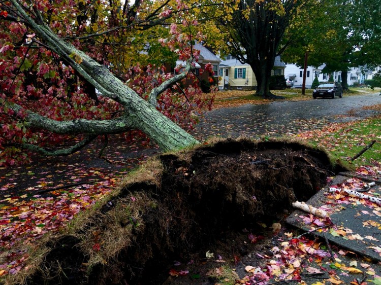 A fallen maple tree on Churchill Road in South Portland during a nor'easter on Oct. 17.