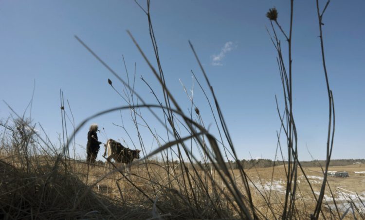 The soil and grass at Stoneridge Farm in Arundel, shown in 2019, is contaminated with PFAS chemicals as are the cows and their milk, a result of the sewage sludge spread on the farm fields between 1983 and 2004. The farmers' plight shifted the focus of concern over the chemicals.