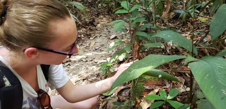 A Unity College student displays a leaf with fast-moving sawfly larva while on a guided tour of the Manaus Botanical Gardens in Brazil during a conservation biology travel course.