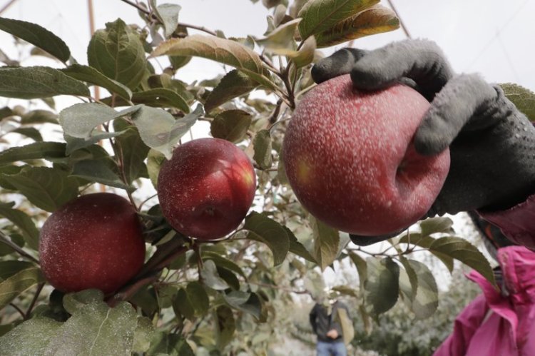 A Cosmic Crisp apple, partially coated with a white kaolin clay to protect it from sunburn, is picked at an orchard in Wapato, Wash. The Cosmic Crisp, a new variety and the first-ever bred in Washington state, will be available beginning Dec. 1 and is expected to be a game-changer in the apple industry. 
