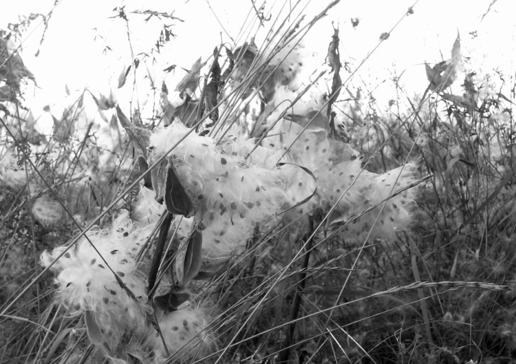 Milkweed ghosts.