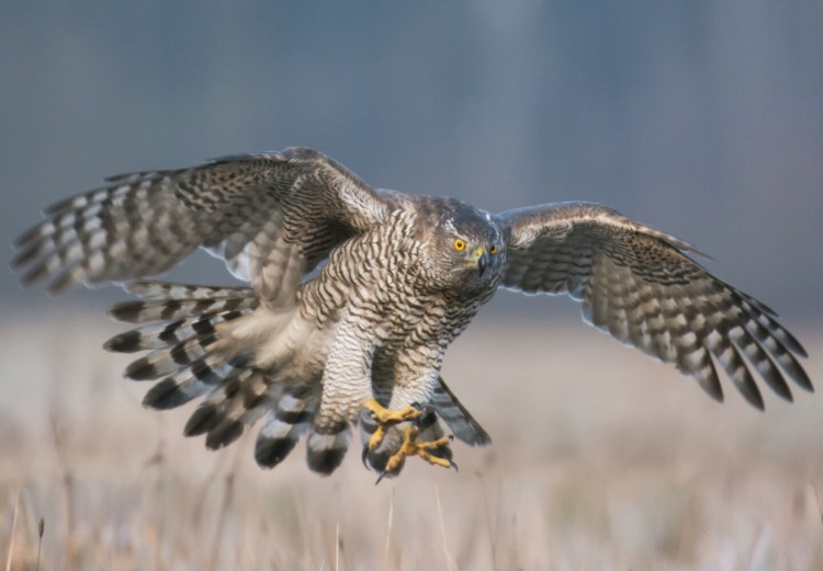 While you're waiting for a deer to show up, there are hundreds of interesting birds to see, including the impressive goshawk.