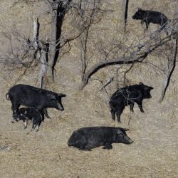Feral pigs