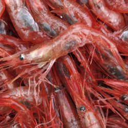 Shrimp_Shutdown_97993