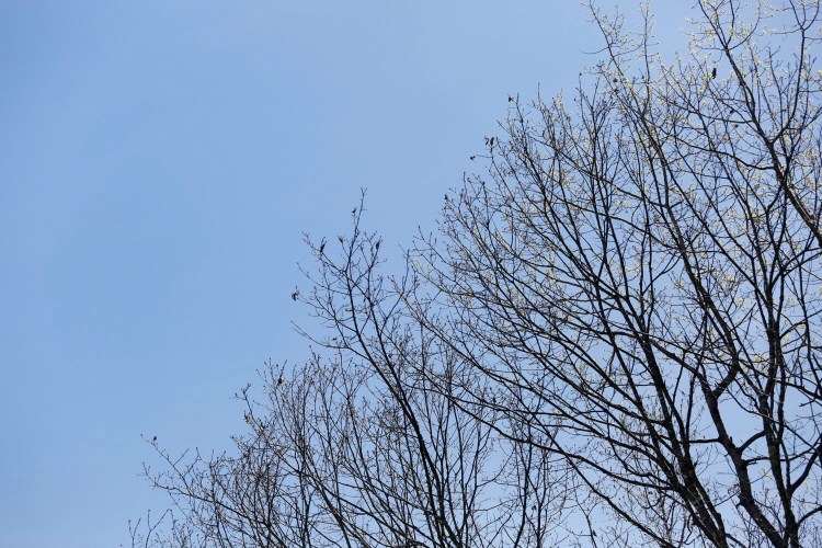 Browntail moth caterpillars make their nests at the ends of oak tree branches. Winter is a good time to remove them, Maine pest managers say.