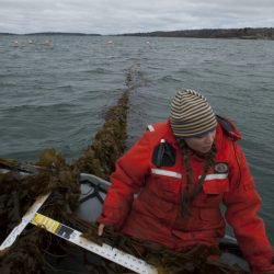 Cattle_Emissions_Seaweed_88961