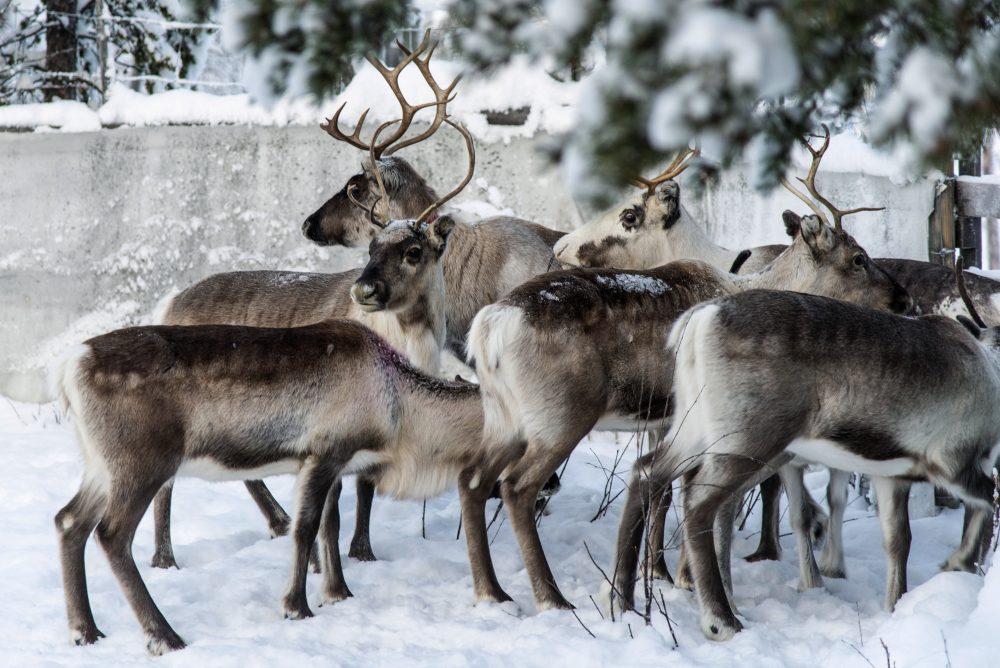 Climate_Arctic_Reindeer_26854