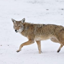 Wildlife_Hunting_Contests_87239