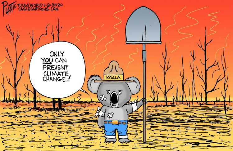 Koalas in firestorms, Australia, climate change