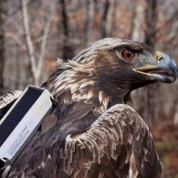 Golden_Eagles_Alabama_04432