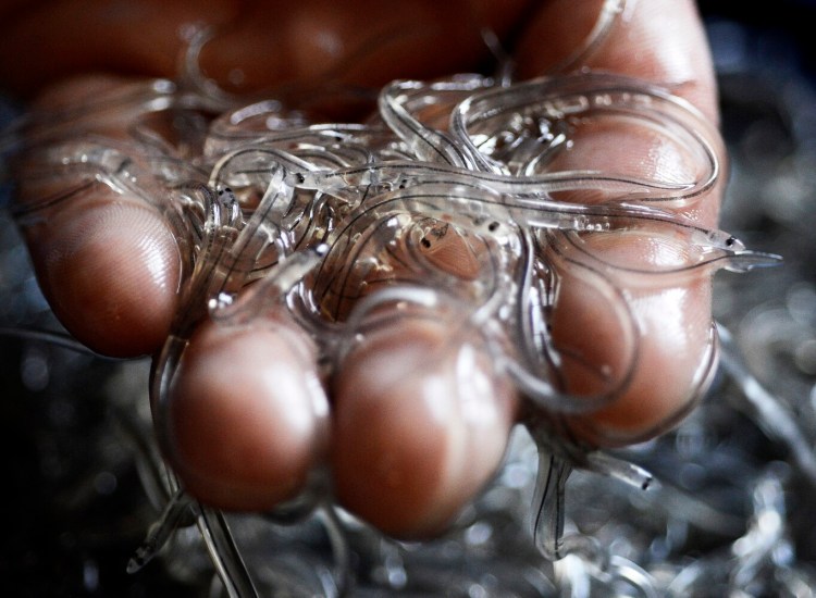 PORTLAND, ME - APRIL 16: Elvers at Delaware Valley Fish Co. in Portland. (Photo by John Patriquin/Staff Photographer)