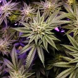 Maine_Marijuana_72619