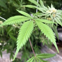 Recreational_Marijuana_New_Mexico_85376