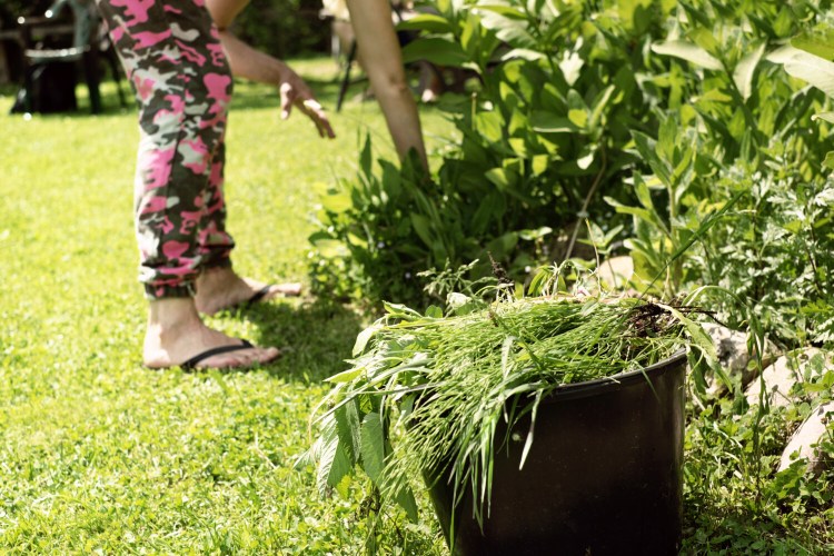 For gardeners anyway, along with death and taxes, weeding is another certainty in life. 