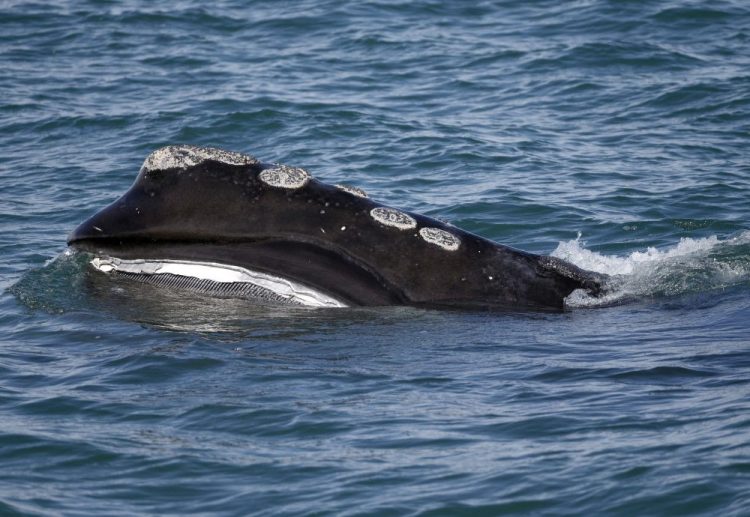 A North Atlantic right whale feeds on the surface of Cape Cod bay March 28, 2018, off the coast of Plymouth, Mass. Ship strikes are one of the biggest causes of mortality for large whales, and scientists say the problem is getting worse because of the warming of the oceans.