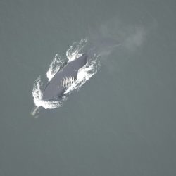 Ship_Strikes-Warming_Oceans_89902