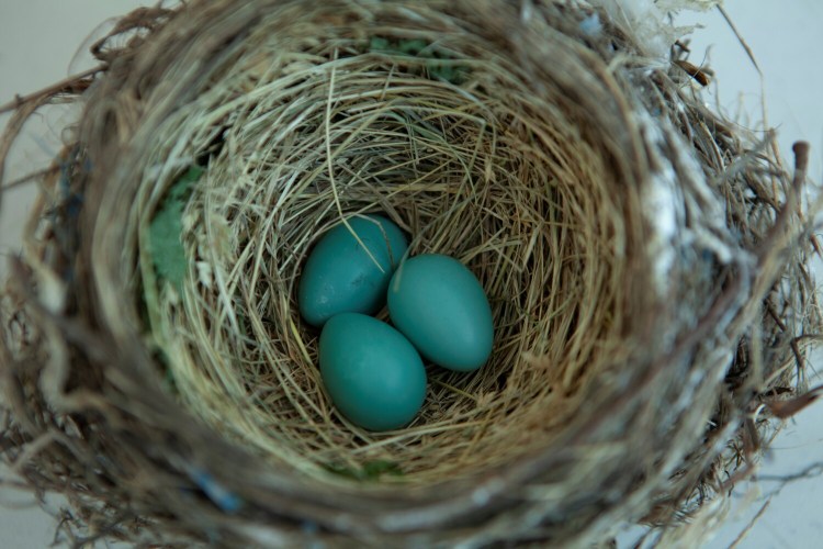 It's nice to provide nesting construction material for your neighborhood birds, here a robin's nest, but be sure not to offer anything that could harm the birds. 