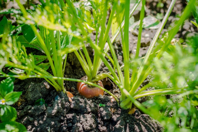 Carrots can be planted in your garden right now, though they won't look like this for a while yet.