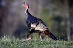 Virus_Outbreak_Turkey_Hunting_34654