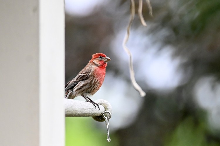 Who is this mystery bird, who claimed a deserted nest in the eves of Peggy Grodinsky's home? Bits of his new home are dangling down behind him. 