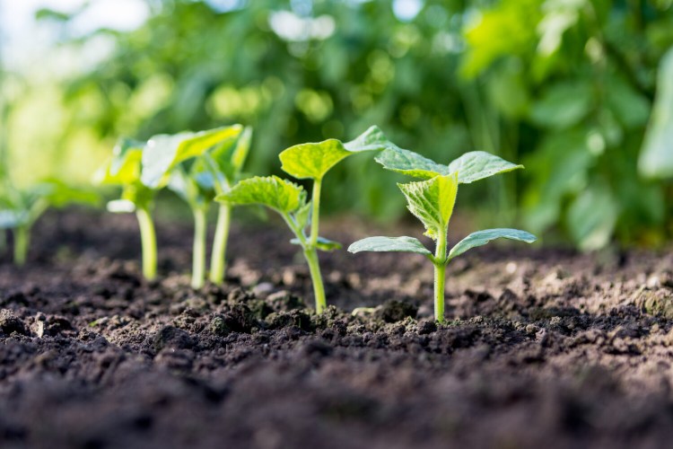 The time to plant cucumbers is now.