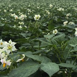 Maine_Drought_Potatoes_49737