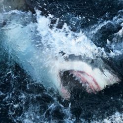 Virus_Outbreak_-_TV_Shark_Week_51761