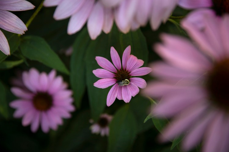 A bee rests on an Echinacea flower in a garden in Kennebunk. Native perennials provide food for insects. 