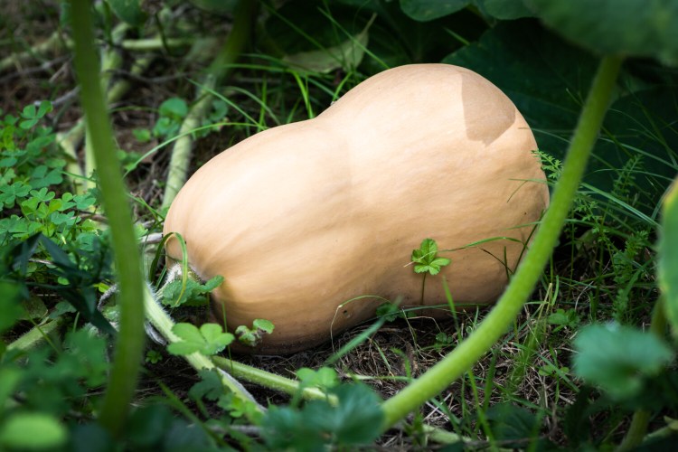 Watching winter squash mature is half the fun. 