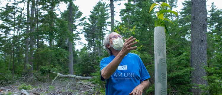 Tom Klak explains the significance of restoring the American chestnut at the chestnut orchard at the Schoener Forest, near Georgetown: