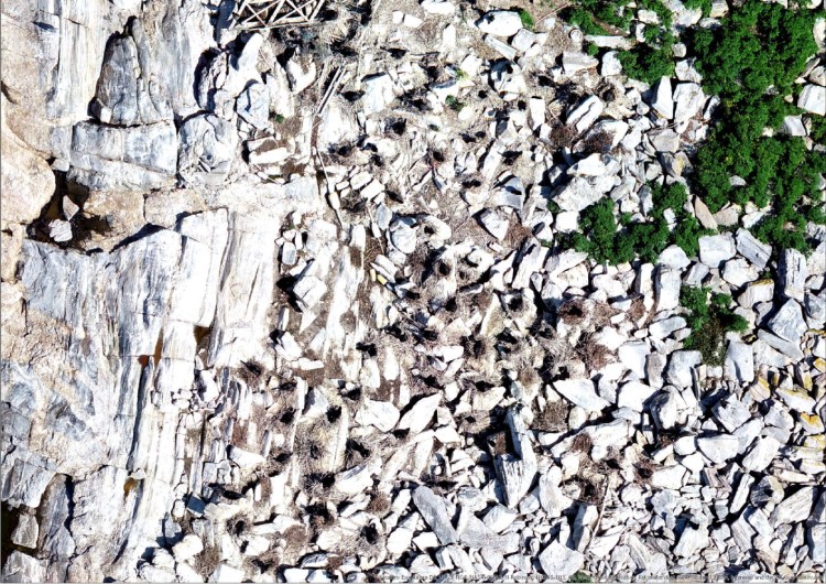 Double-crested Cormorants nesting on one of Maine's coastal islands. 