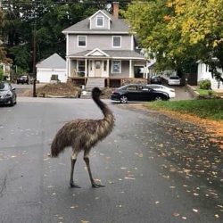 Emu_Escaped_63760