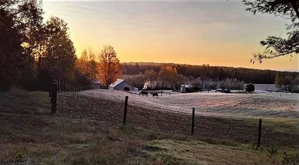 Horses Whiskey and Ronnie early morning on Oct. 18 near Sand Hill Road in Smithfield.
